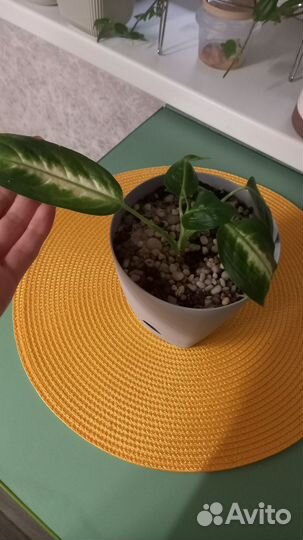 Диффенбахия камилла