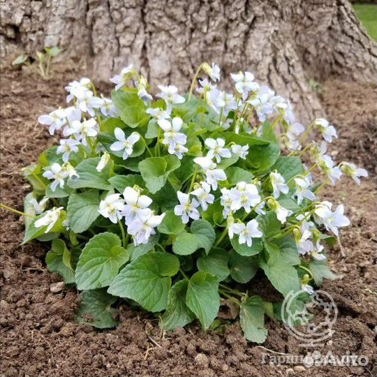 Многолетние цветы для сада