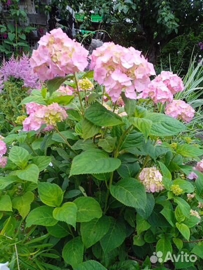 Гортензии, аканит, астильба