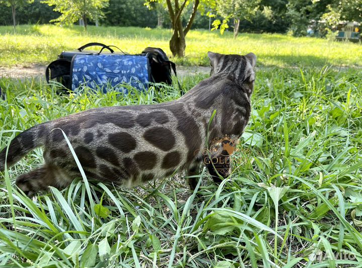 Вязка с бенгальским котом