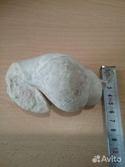 Гастропода