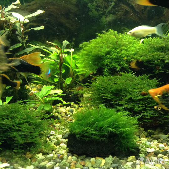 Молли, Мечи, Гуппи, корм, Анубиас, мхи, декорации