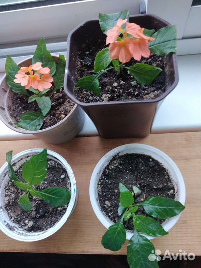 Кроссандра вариегатная