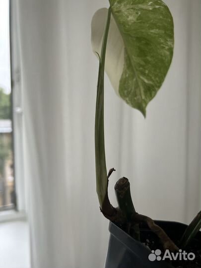 Монстера альба