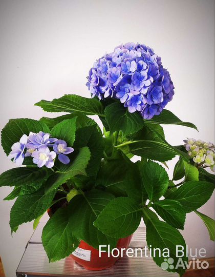 Гортензия Florentina blue