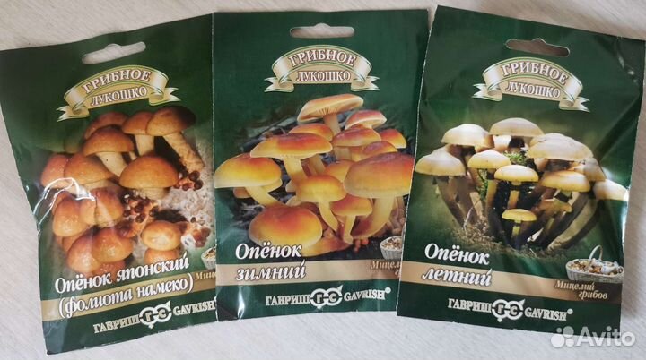 Мицелий грибов опята