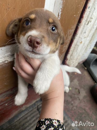Щенок в добрые руки маленькой собаки