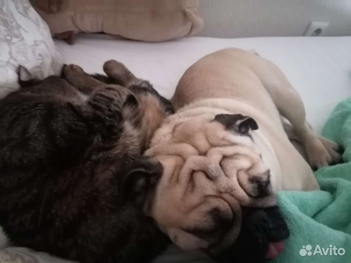 Мопс вязка мальчик