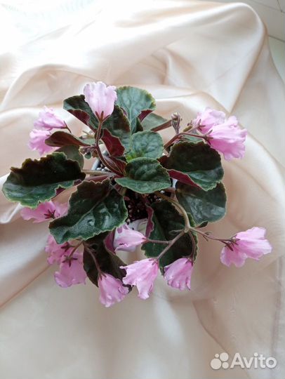 Фиалки, лист