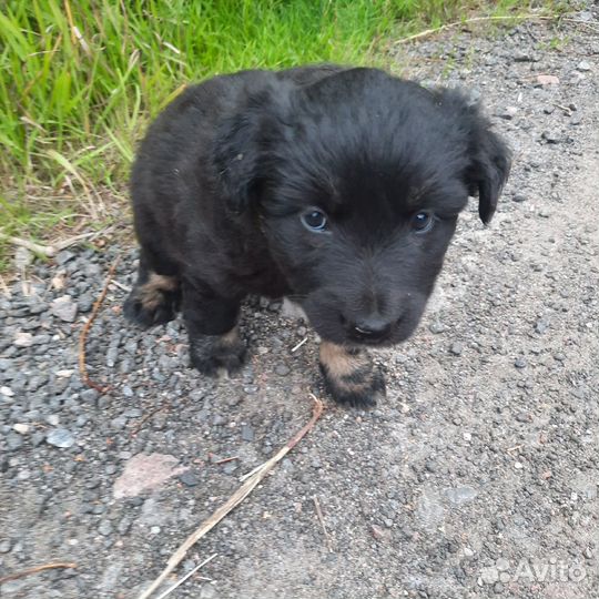 Щенки в поисках дома