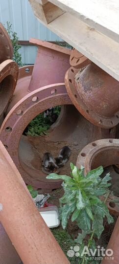 Нужна помощь котятам