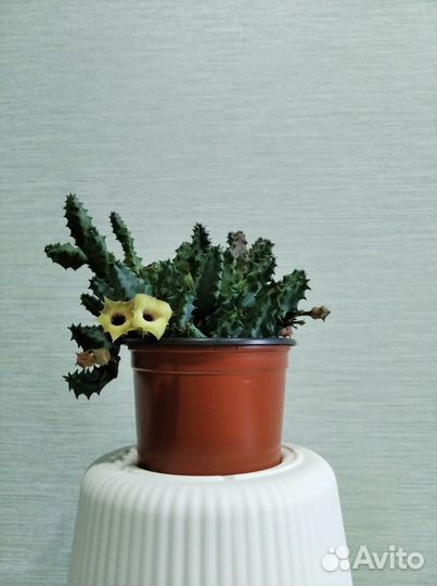 Гуэрния первоцветная