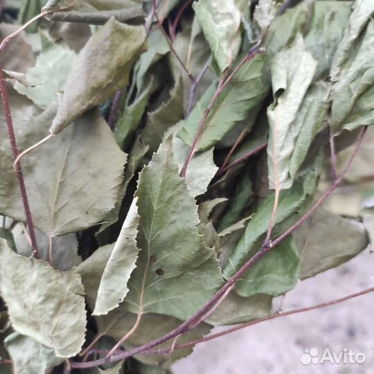 Банные веники дуб береза