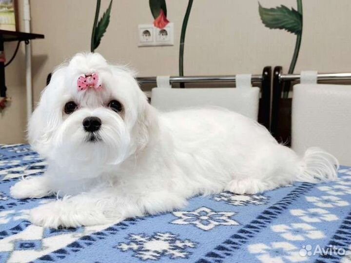 Девочка Мальтезе мини (щенок мальтийской болонки)