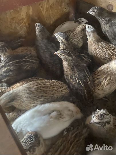 Тушка перепела продажа