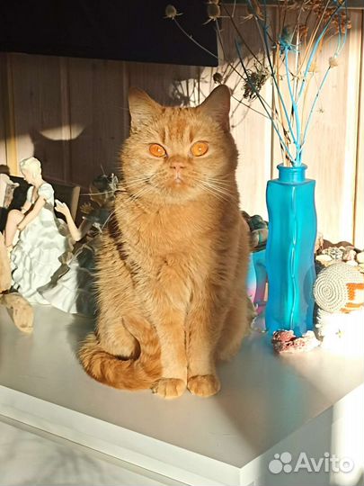 Кот на съёмки