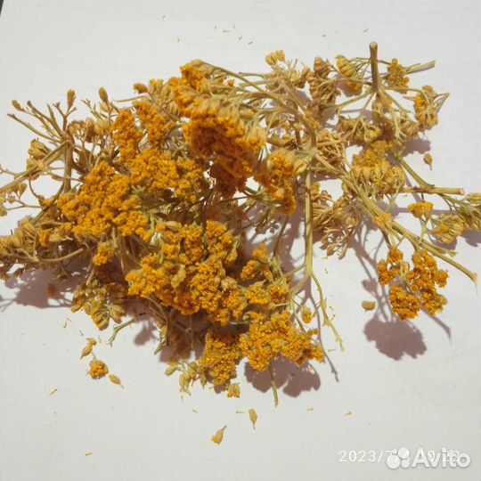 Пижма тысячелистная цветки (корзинки) цельные