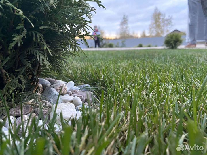 Рулонный газон премиального качества