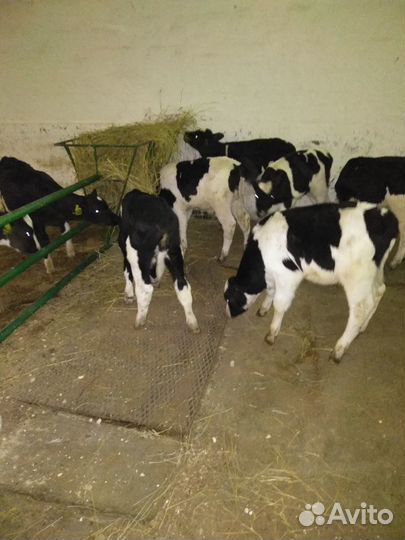 Телята бычки