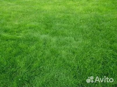 Газон рулонный гарантия