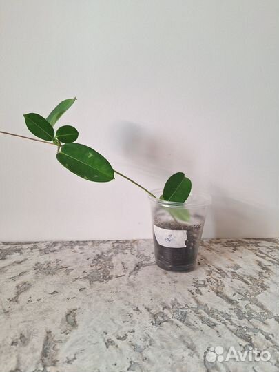 Стефанотис укорененные черенки