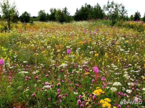 Мёд 2024 года из Алтая опт