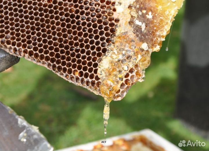 2024 Мед натуральный алтайский опт