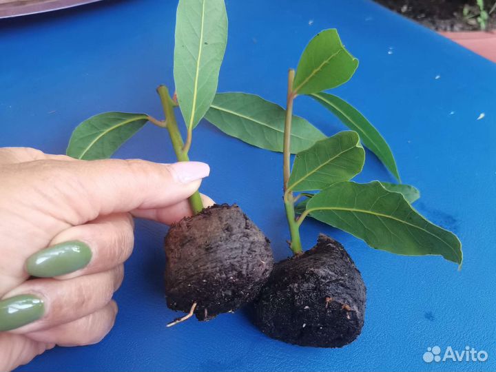 Лавровое дерево