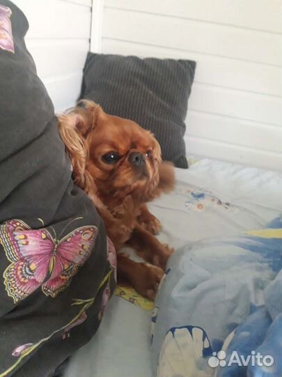 Передержка домашних животных