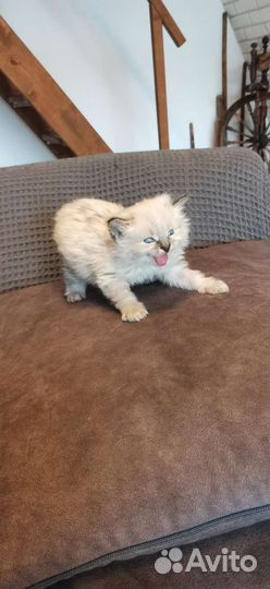 Курильский бобтейл котята