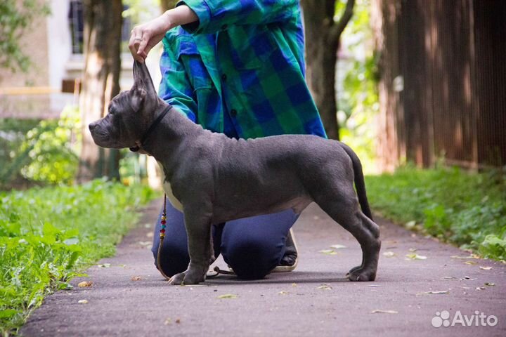 Американский булли стандарт/классик