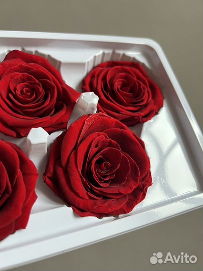 Стабилизированные розы классические красные d5см