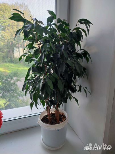 Фикус бенджамина