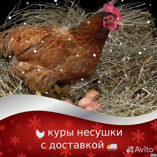 Несушки молодки