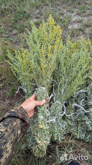 Полынь горькая: запарки для бани