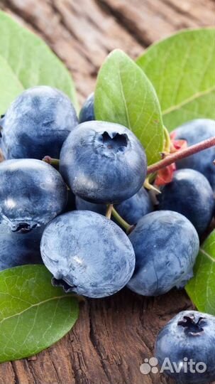 Ягоды черника