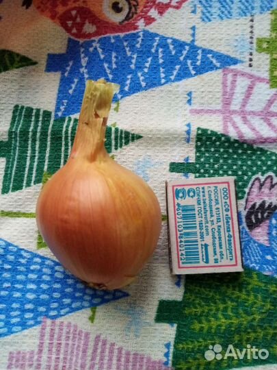 Лук семейный