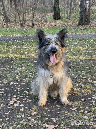 Собака мечты Миша