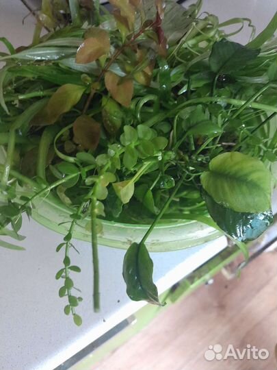 Трава для аквариума