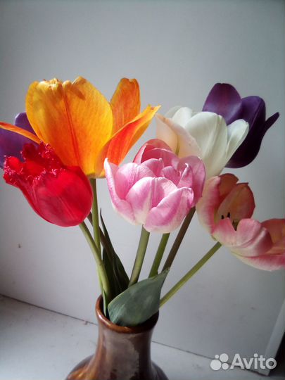 Луковицы тюльпанов