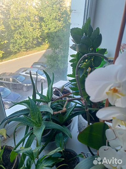 Алоэ,замиокулькас