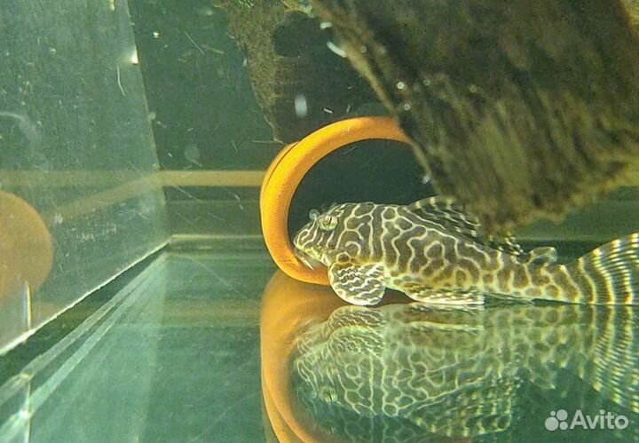 L сомы 333 и 181