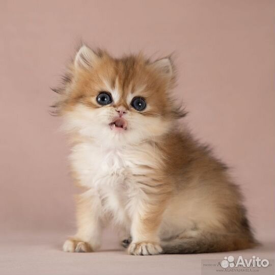 Золотые британские длинношёрстные шиншиллы