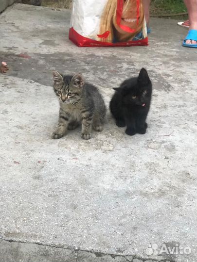 1 шанс на жизнь. умирают котята