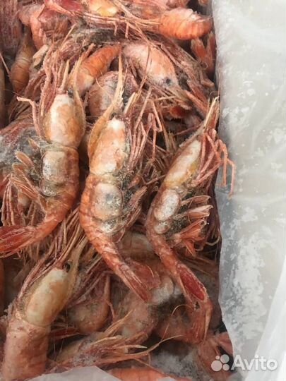 Креветка Ботан