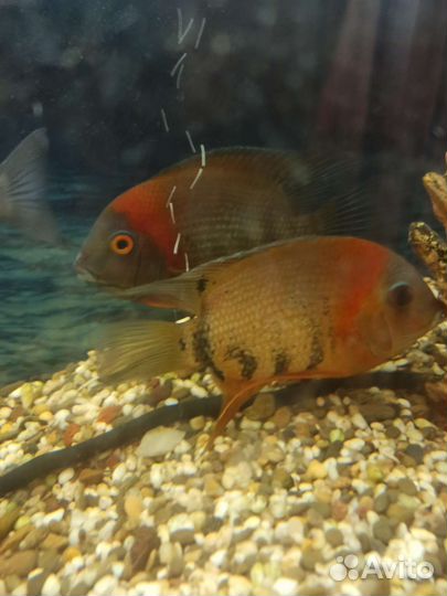 Северум Роткейл