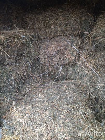 Продам сено в тюках люцерна