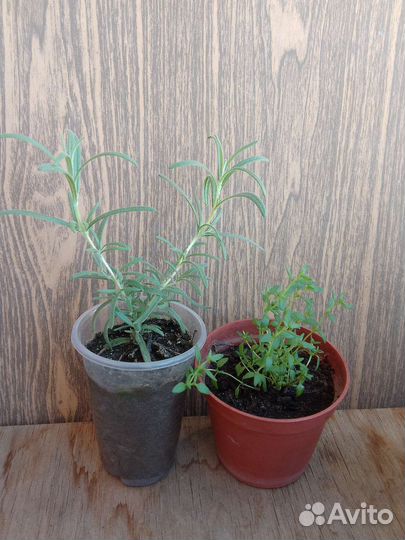 Тимьян и розмарин