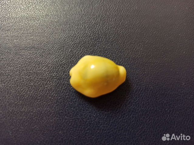 Морская раковина