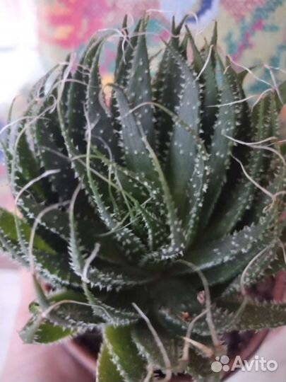 Кактус и суккулент